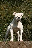 BOULEDOGUE AMERICAIN 347